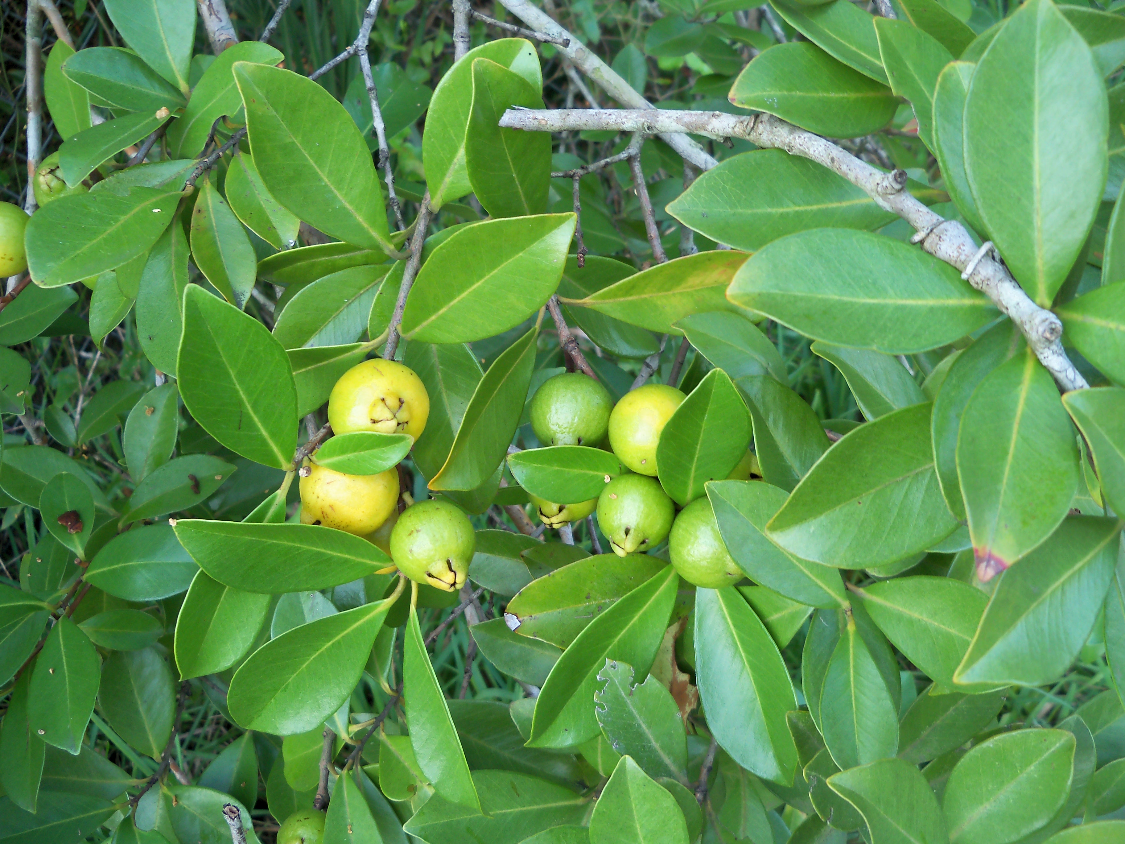 گواوای توت فرنگی - معرفی درختان میوه
